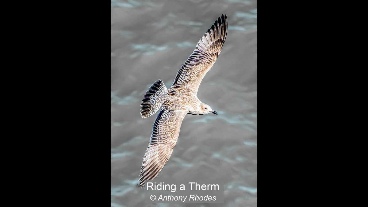 Riding a Therm